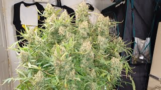 Fast Buds Guava Auto harvest I will add name here if it gets released  DWC medical marijuana
