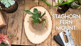 Download Lagu Staghorn Fern Mount DIY // DIY Staghorn Fern MP3 Download Lagu Staghorn Fern Mount DIY // DIY Staghorn Fern MP3