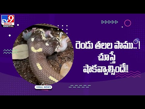 2 headed snake eats mice in shocking viral video -TV9