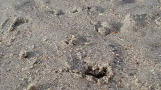 Sand fleas going out with the tide at Edisto Beach SC