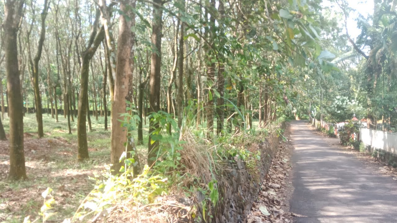 3.50 acres land at Edakkunnu, Karukutty, near Cochin Airport Kerala