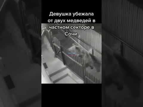 Девушка убежала от двух медведей в частном секторе в Сочи #медведь #shorts #девушка #сочи #новости