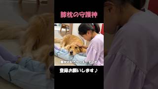 娘の膝枕が大好きすぎて離れられない大型犬クッキー#goldenretriever #dog #箱入りクッキーはゴールデンレトリバー