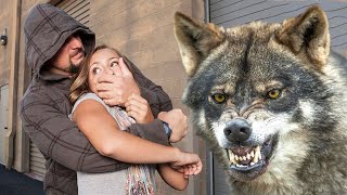 Wilk i kot ratują dziewczynę przed bandziorami!