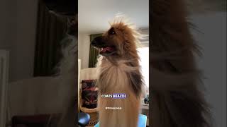 The Afghan Hound #dogs #afghanhound #pets