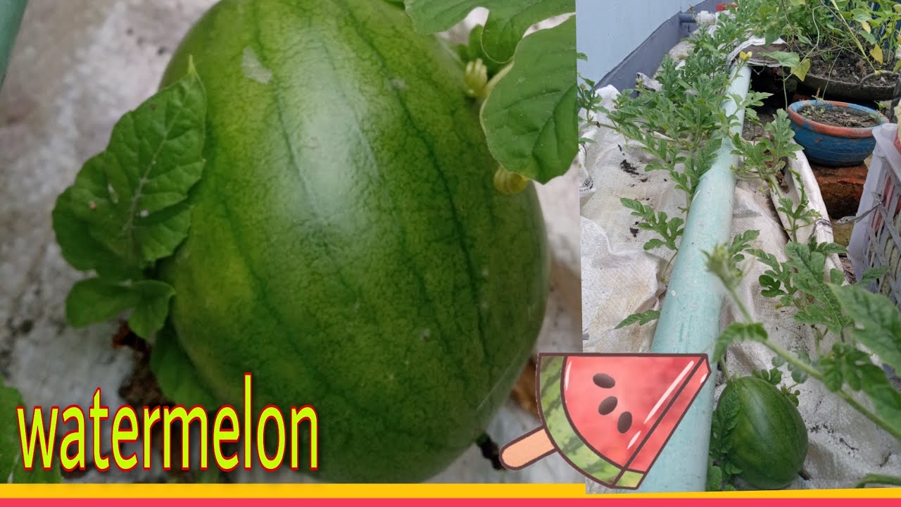 How to grow watermelon from seed and complete growing guide .🍉🍉🍉🍉 - YouTube