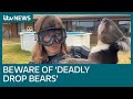 Our reporter pranked into thinking the koala she's holding is a 'deadly drop bear’ | ITV News