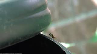 Batman Hoverfly (Myathropa florea) - Brighton, May 2020 You can just about see, for a few seconds in the video why this hoverfly carries the name of the Caped Crusader, as there's an unmistakable black silhouette of the Caped Crusader’s outstretched wings on its shiny thorax.

This is one of the UK's most common hoverflies

Hoverflies are incredibly agile flyers, control made possible by 'halteres': flexible, vibrating, club-shaped rods under each wing. They act like stabilising gyroscopes, constantly informing the insect about its position, allowing instant, precise flight adjustments. The slightest warping of a wing translates into instant, darting, directional flight in any direction.

Myathropa florea has a long breeding season covering April through to November. The colouring will vary in brightness depending on the temperatures during its development. Those doing so at higher temperatures will tend to be much more vibrant.

The female will lay eggs in shallow still water, holes in trees, flower pots or even damp soil. The long-tailed larva, can grow quite