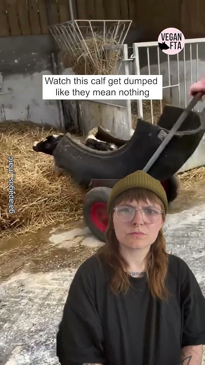 this-calf-means-nothing-to-the-dairy-industry-youtube