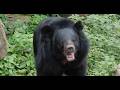 Katsumi Sasazaki's Fatal Bear Attack On October 17th, 2025