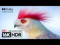 Stunning 16K OLED Dolby Vision 120fps Nature Video 🌿