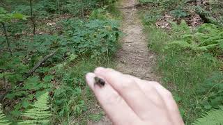 Bumble bee using Stock Pixel Videocamera app screenshot 1