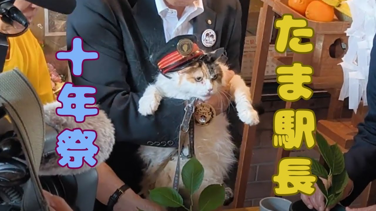 【みんなでたま駅長を応援してね】6月22日は初代たま駅長の命日です‼