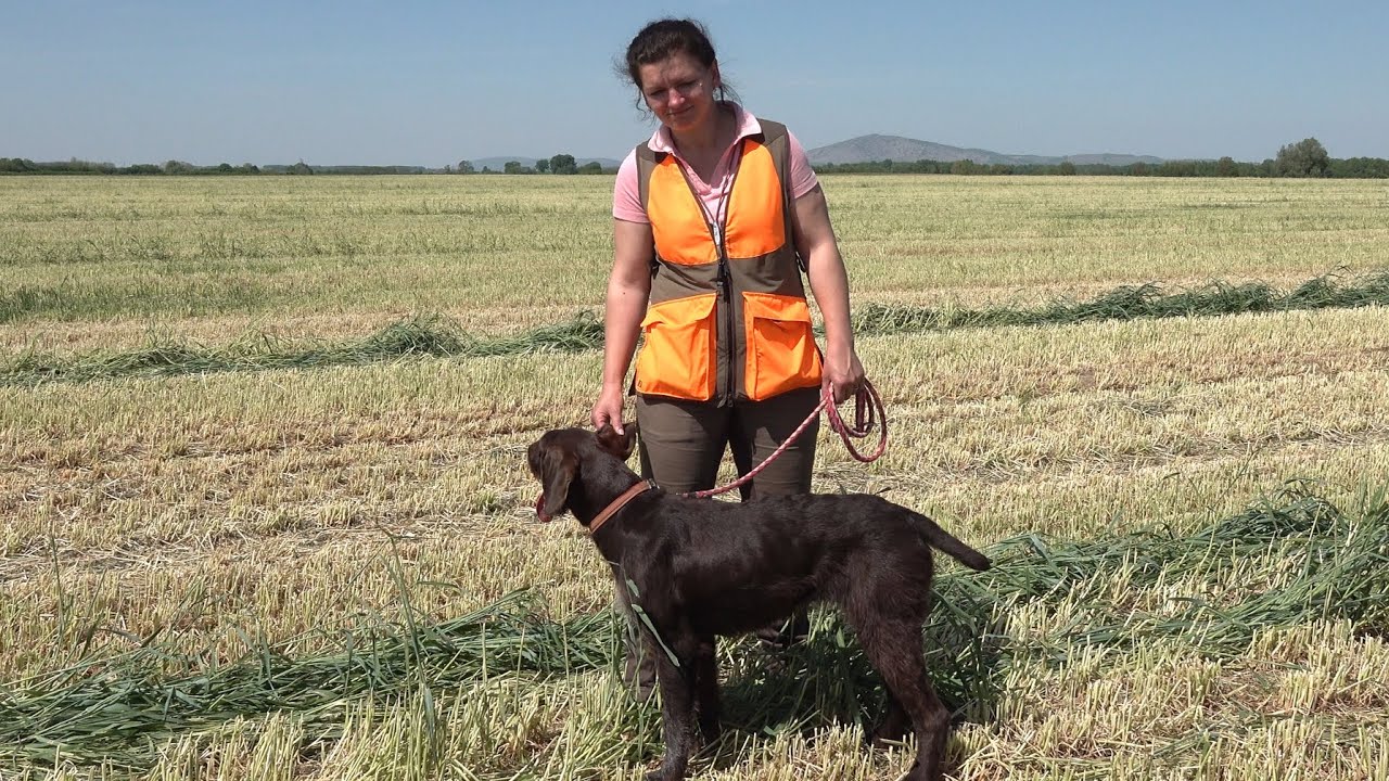 Zvjezdane pasmine ptičara i goniča u Hrvatskoj