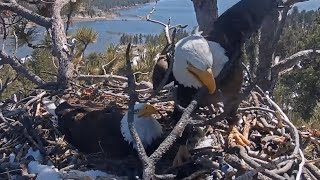 FOBBV🦅Shadow: It's Hard To Let Go💕Jackie: When In Doubt, Bring More Sticks!🥢2024-04-08 by Cali Condor 11,318 views 4 weeks ago 26 minutes
