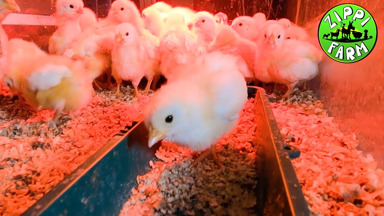 Mindent a háztáji baromfi és tyúk tartásról 3. rész: Naposcsibék