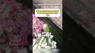 Như một bức tranh mùa xuân #tips #trending #photo #chupanh #xuhuong