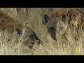 Armies & Empires Face Off (Full Episode) | Savage Kingdom Compilation | Nat Geo Animals