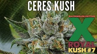 WE GOT A NEW LIGHT!!!!! 420 SESSION WITH SEVEN LEAF GENETIC  GIVEAWAYS!!!