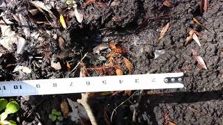 Foot Prints Coming Out Of The Swampy River In Central Florida / Skunk Ape/ Bigfoot/ Sasquatch