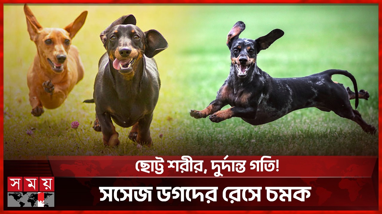 জেদি কিন্তু বিশ্বস্ত! সসেজ ডগদের দৌড় প্রতিযোগিতা ভাইরাল | Dog Race | Animal Lovers | Dog Lovers