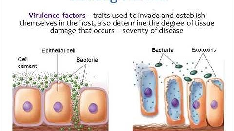 BI280 Chapter 13 Microbe-Human Interaction - Part 2 of 4
