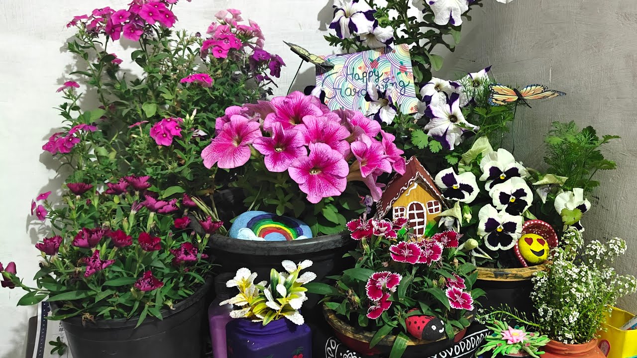 Tulsi ram Gautam  is live happy holi 🫟