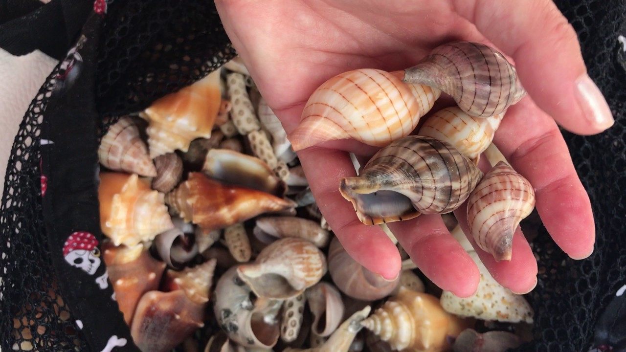 ☆~*SHELL HAUL*~☆