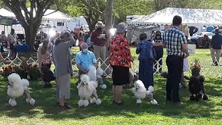 A Scene of Judging Miniature Poodles with the San Diego Poodle Club and the Del Sur Kennel Club