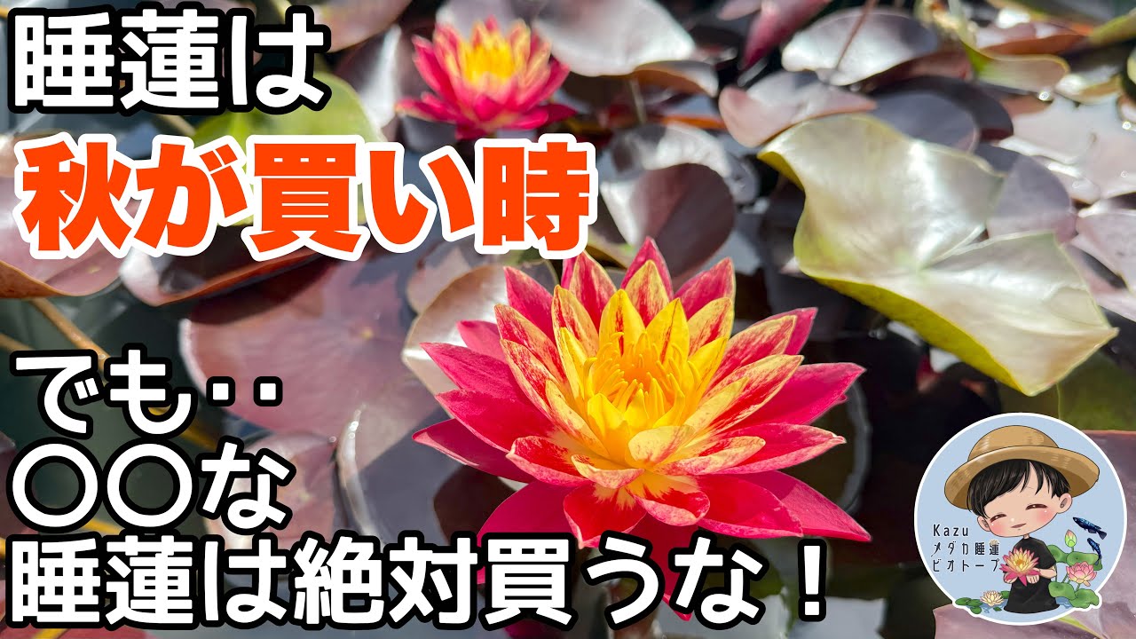 残り僅か 睡蓮 蓮 ビオトープ 注意】秋は睡蓮の買い時ですが・・○○な睡蓮は絶対に買わないで