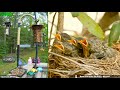 Lgr bird feed  bird nest may 4 2024