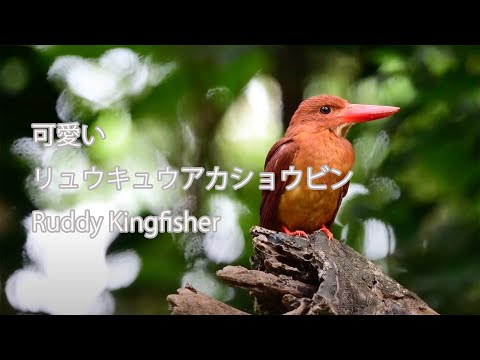 【可愛い】リュウキュウアカショウビン Ruddy Kingfisher