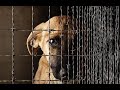 Приют для собак В ЛАТВИИ, домашние животные из Украины тоже стали беженцами Ulubele