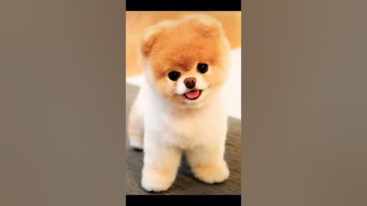 vorrei avere tutti questi teneri cagnolini. (bellissimi❤️)