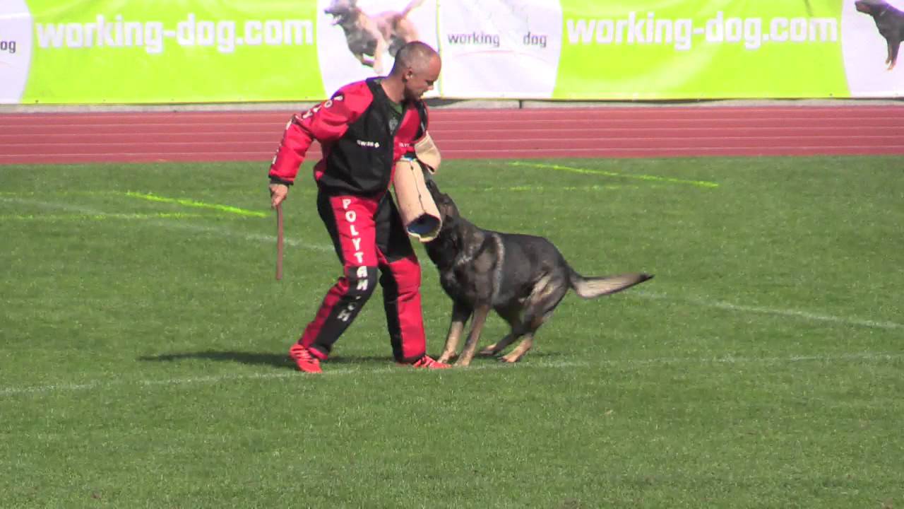 FCI IPO WC 2015 Zigan Eqidius C92