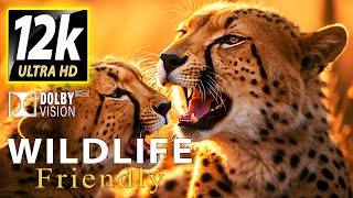 WILDLIFE: ANIMALS BEST MOMENTS in 12K HDR DOLBY VISION™ (SUPER COLORS)🎶with Calming Music Relaxation