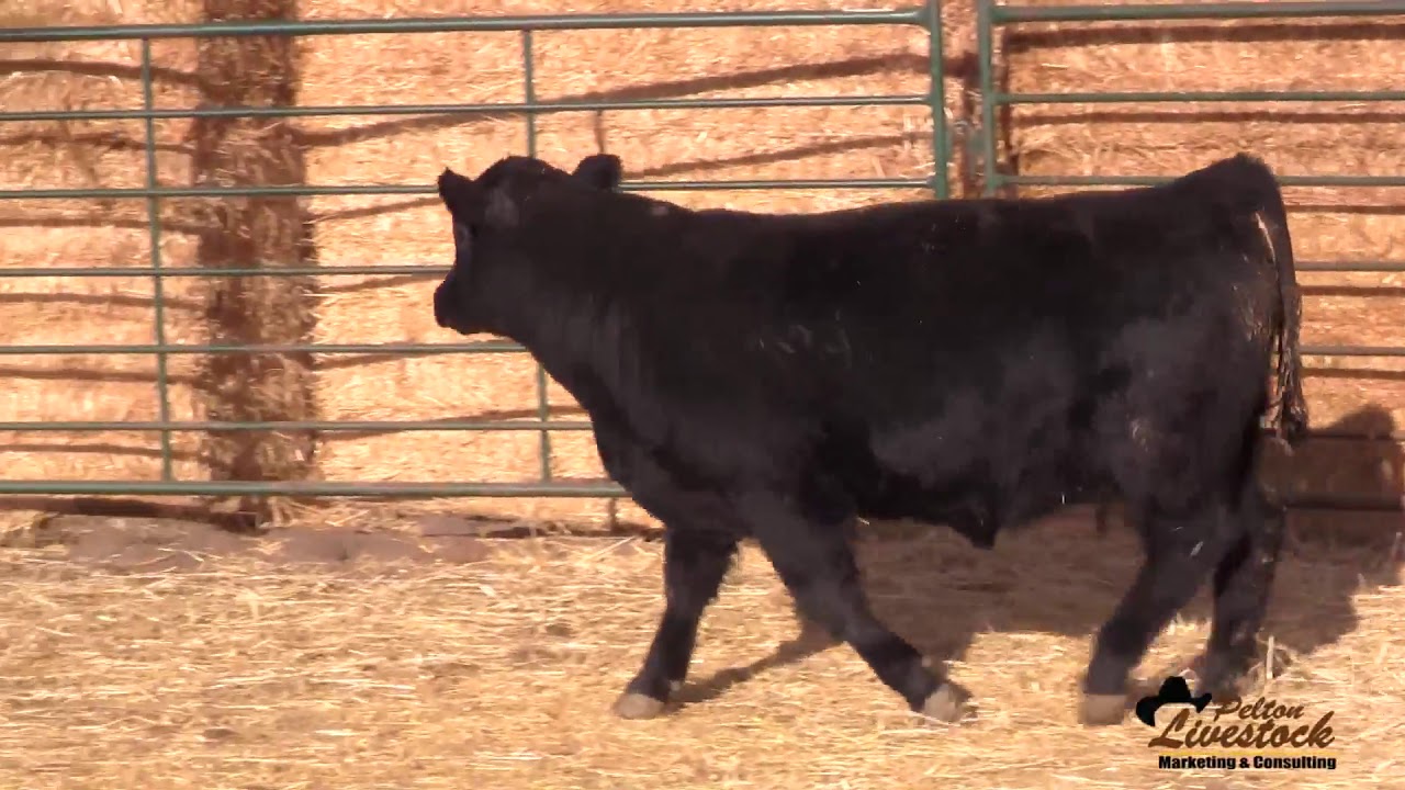 Powder River Ranch Lot 8 YouTube