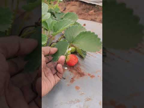 Strawberry Farm Lambasingi #trending #viral #shorts #happy #2022 #nature #ytshorts #farm #strawberry