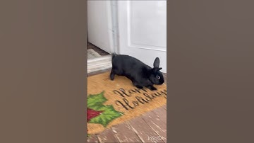 Bunny running…in slow motion