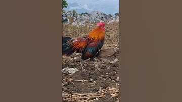 gà rừng mái gọi ra 2 trống so tài bây như chim cực hay.poj qaib qus xeev lau dhias ceev