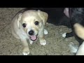 Puppies to brighten your day.