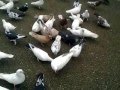Ленкоранские голуби. Мирфазил6