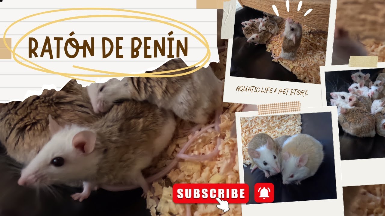 RATA AFRICANA / RATÓN DE BENÍN 🤯🐭