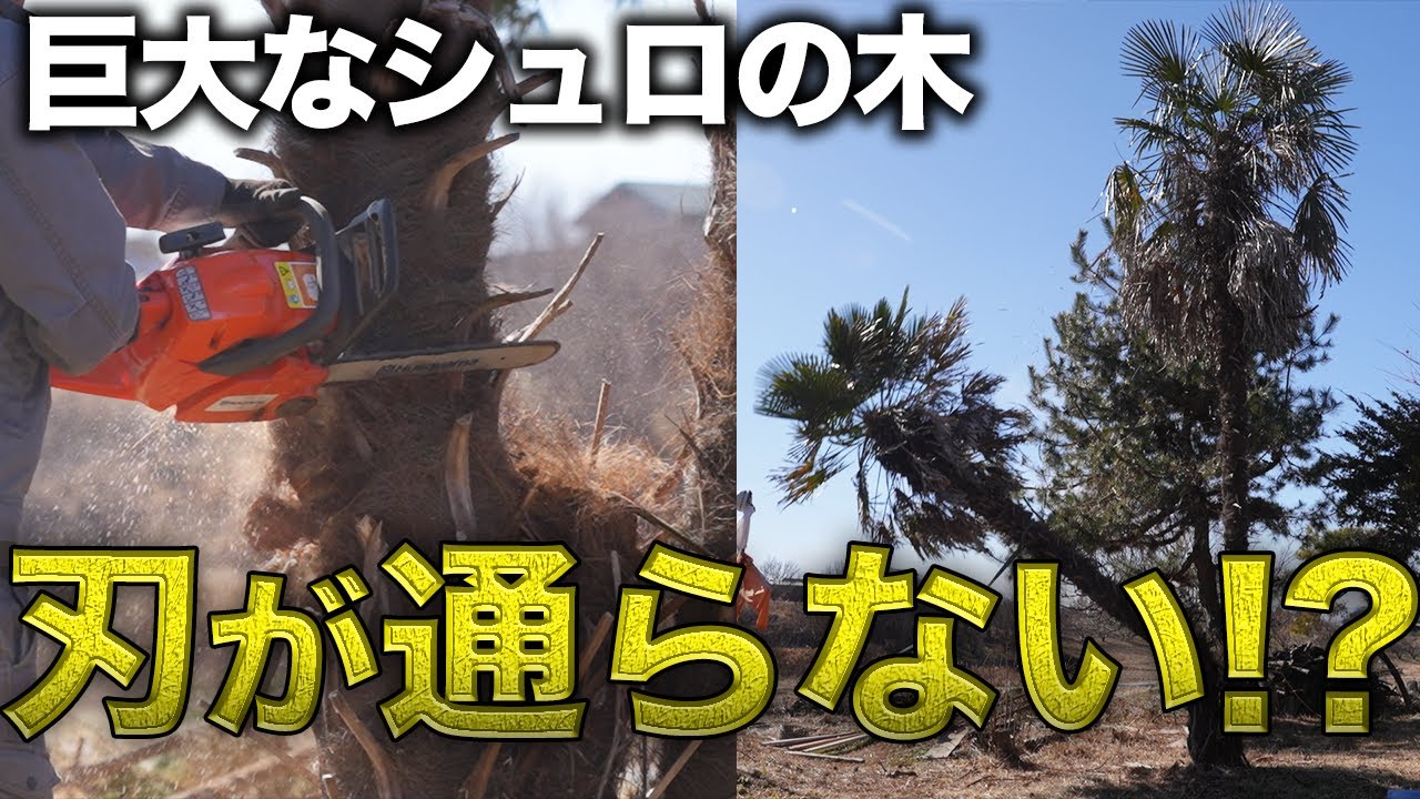 【危険】ド素人がシュロの伐採に挑んだ結果…【391日目】