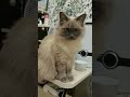 Не устали наши роднульки😅😅😅 #асенька #моякошка #безкотаижизньнета #лайк #поддержка #подпишись