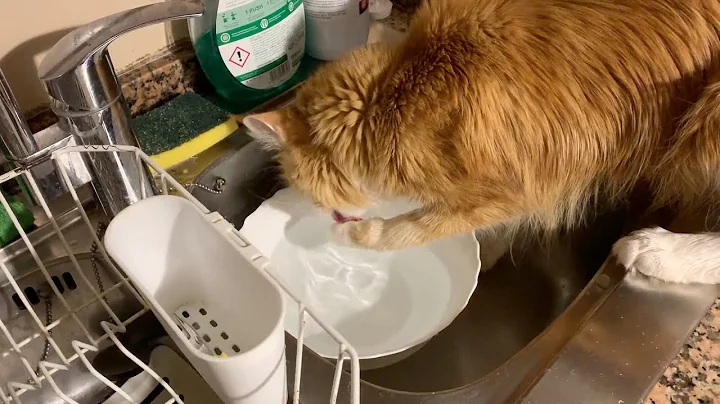 Video 9953061: maine coon cat drinking, maine coon cats show, cute maine coon cat