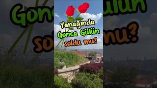 Yanağında Gonca Gülün Soldu Mu?