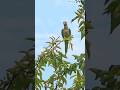Wild Parakeet in Brooklyn NY