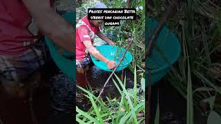 Pencarian Ikan Terancam Punah Gurami