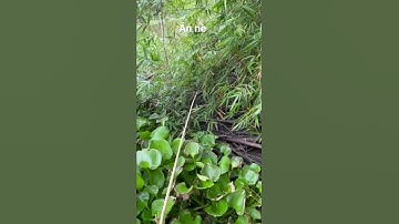 Câu Cá Rô Đồng Khủng Trong Bụi Tre Ven Sông